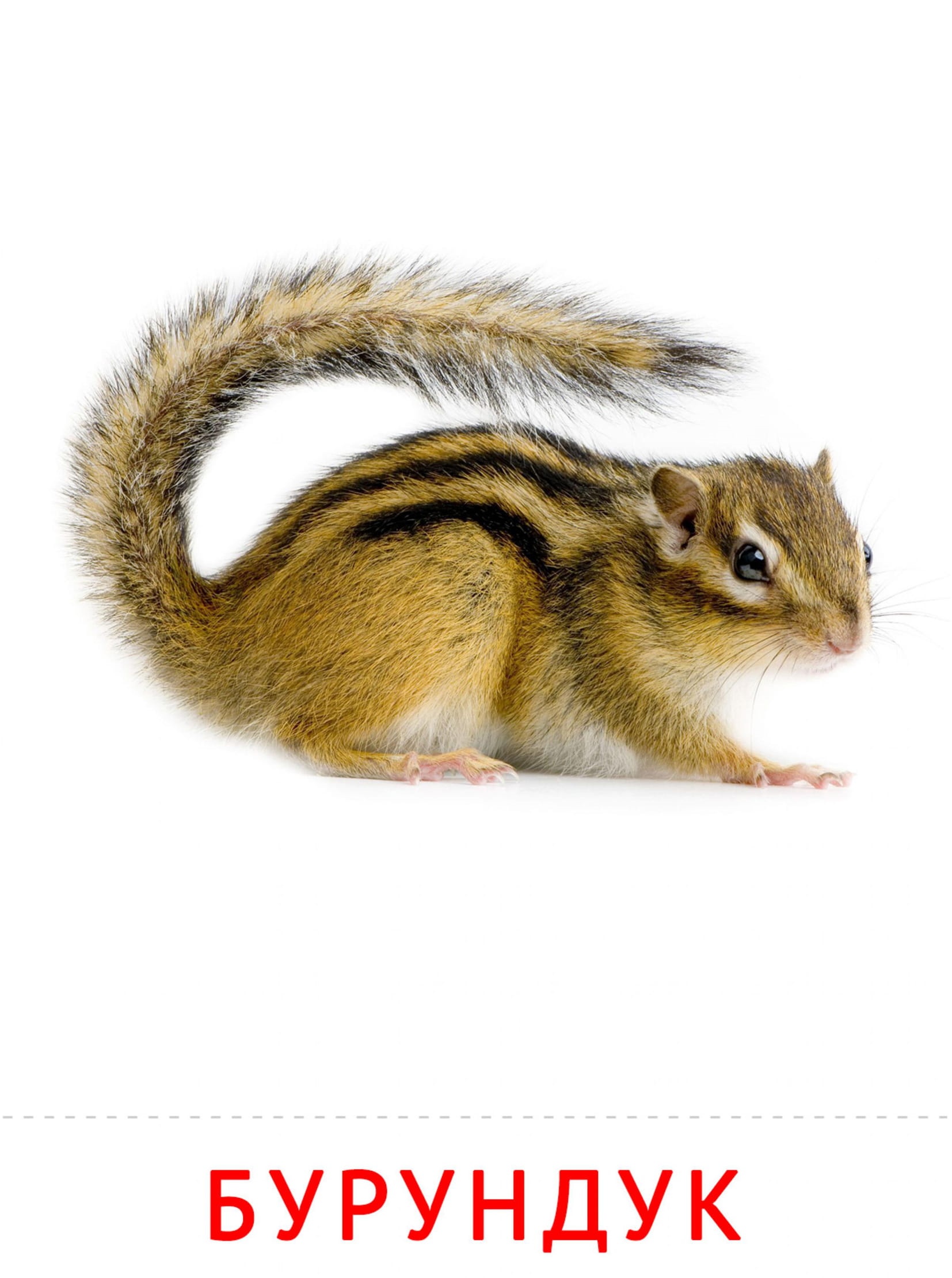 Карточки животные