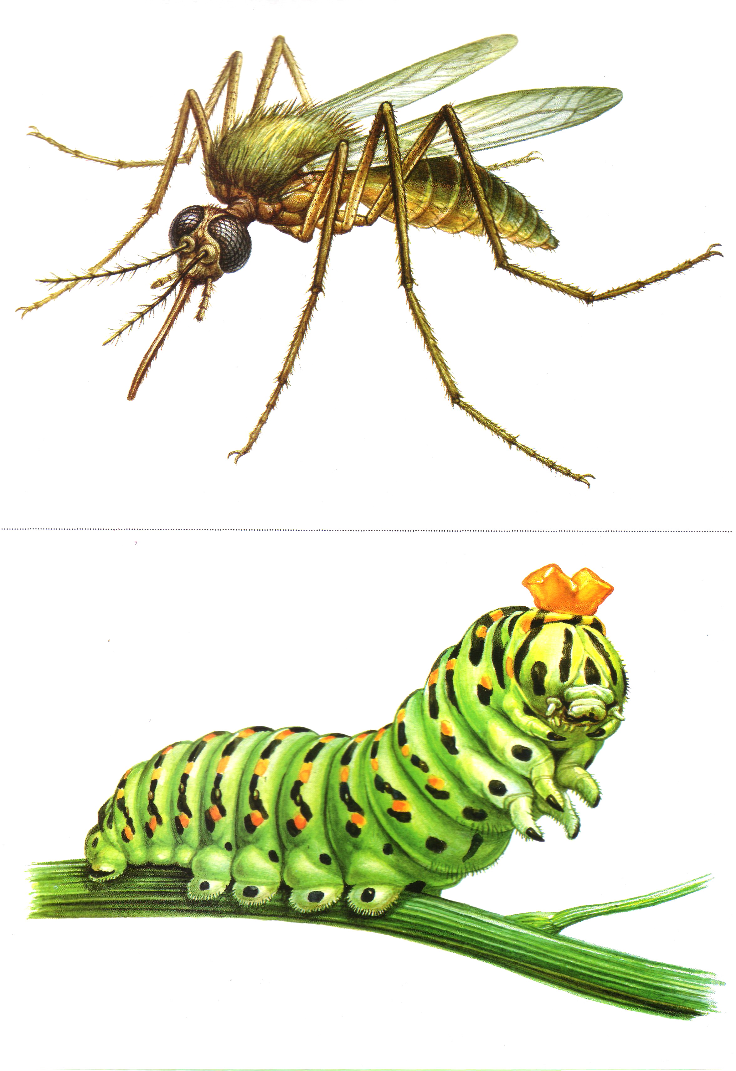 Карточки с насекомыми 