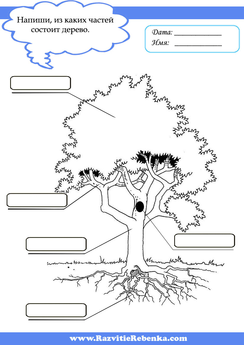Строение дерева