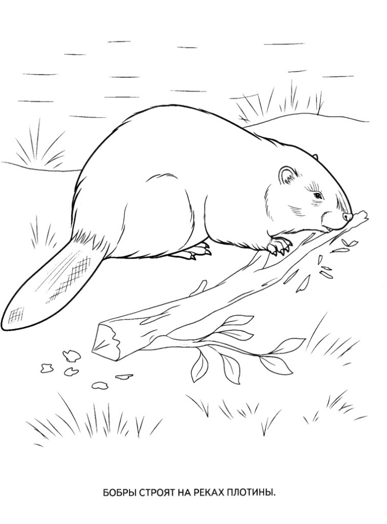 Животное бобер. Бобры могут строить платины и грызть деревья