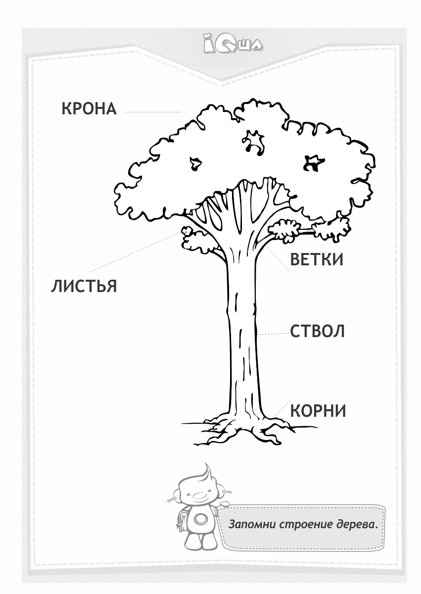 Структура дуба рисунок