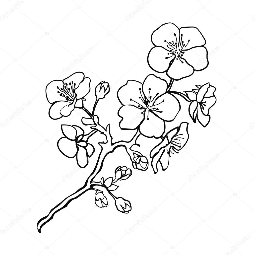 Раскраски с изображением цветущего дерева.