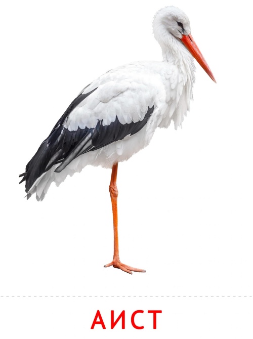 Карточки птицы