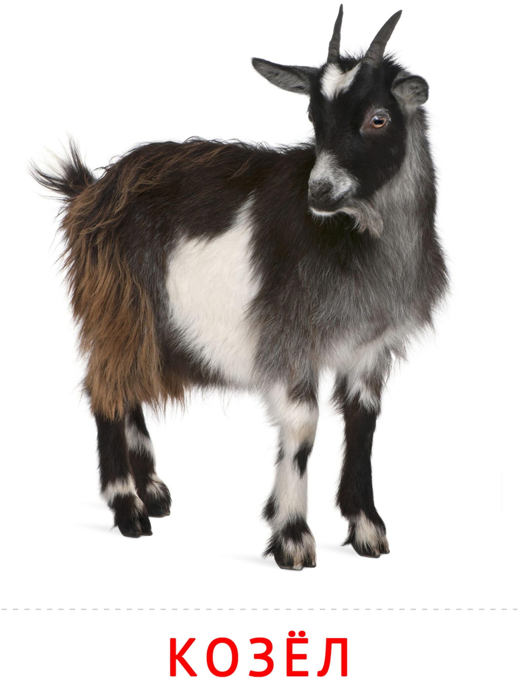 Карточки животные