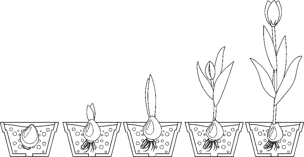 Раскраски про цикл жизни растения. Проращивание из семечки растения. Как раст...