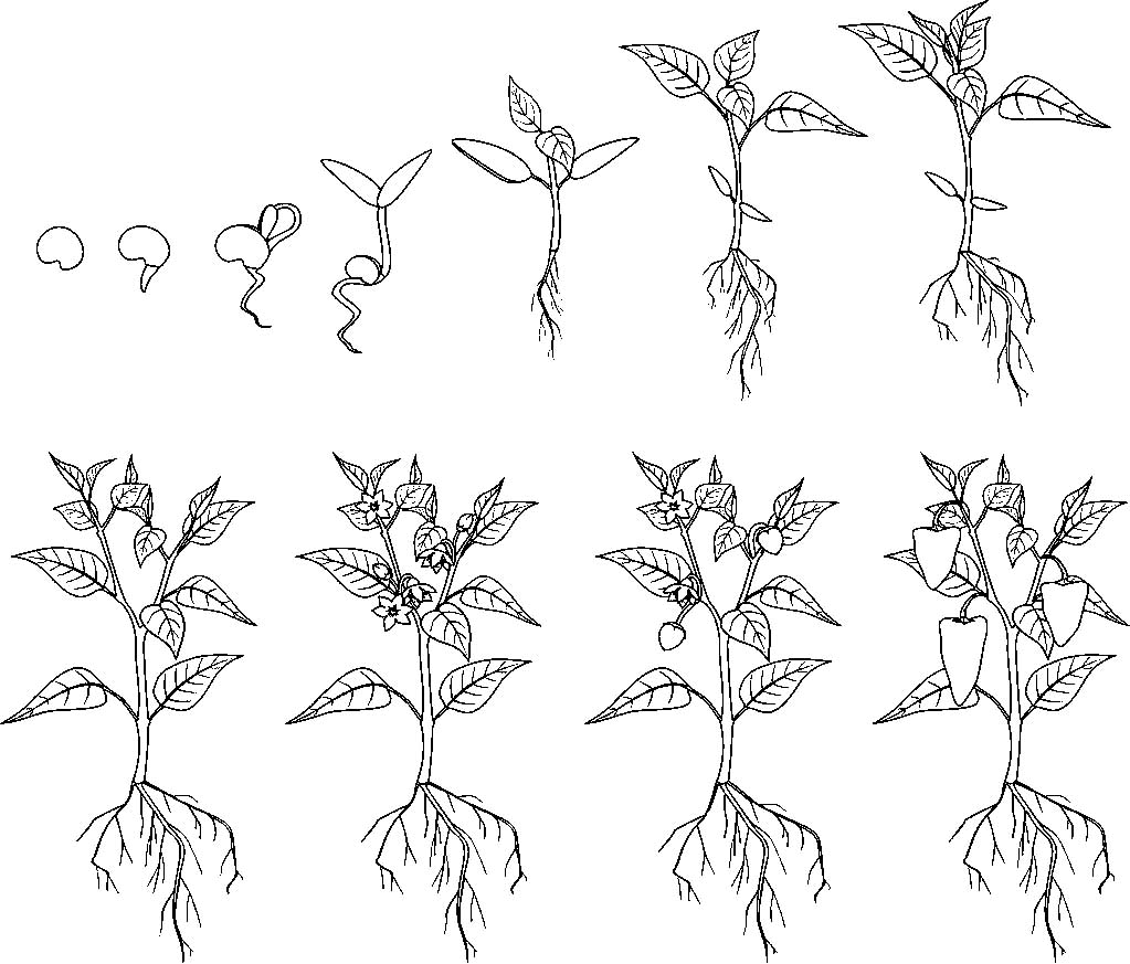 Раскраски про цикл жизни растения. Проращивание из семечки растения. Как раст...