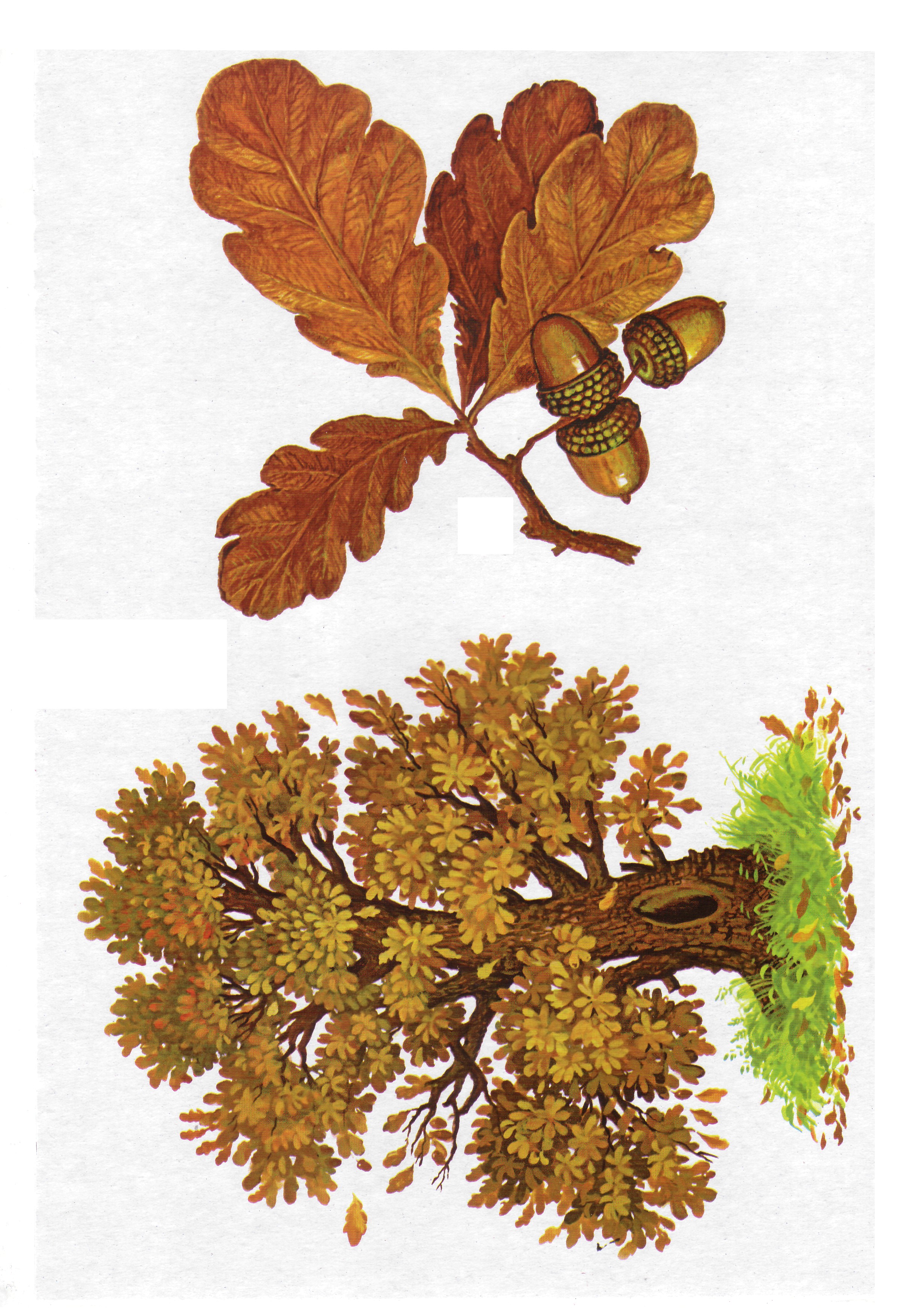 Карточки с деревьями кустарниками листьями и грибами