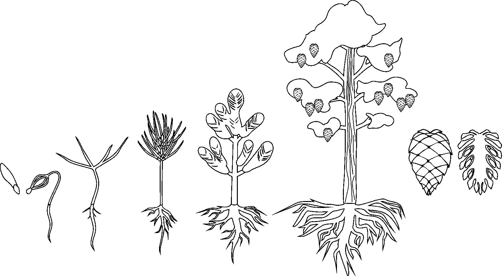 Раскраска рост растений