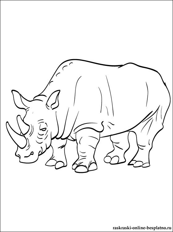 Животные Африки. Носорог