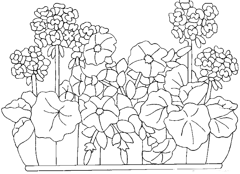 Домашний цветок герани