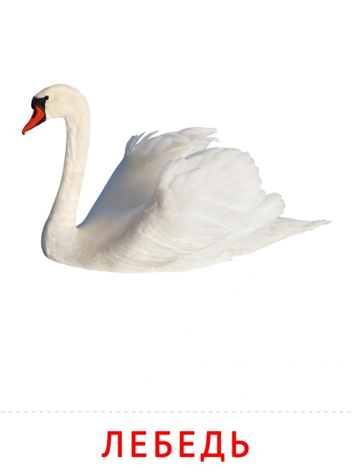 Карточки птицы