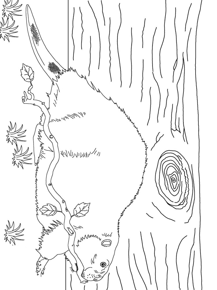 Животное бобер. Бобры могут строить платины и грызть деревья