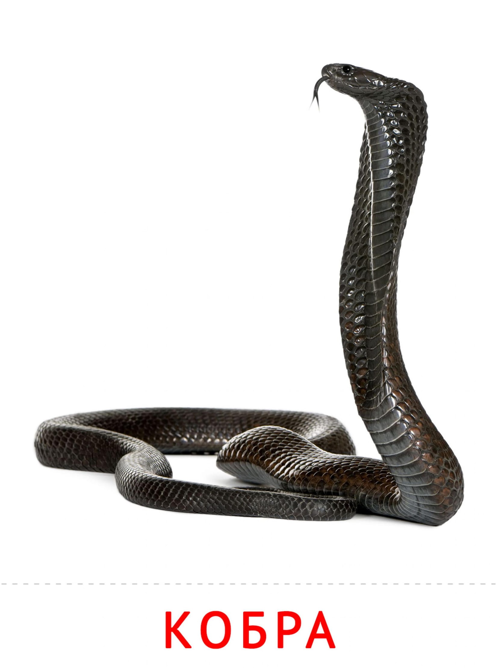 Карточки животные