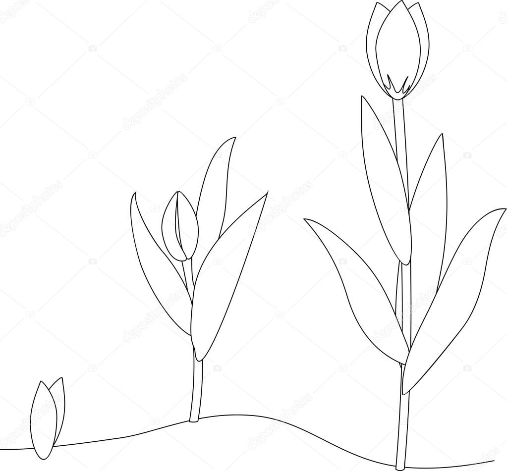 Раскраски про цикл жизни растения. Проращивание из семечки растения. Как раст...