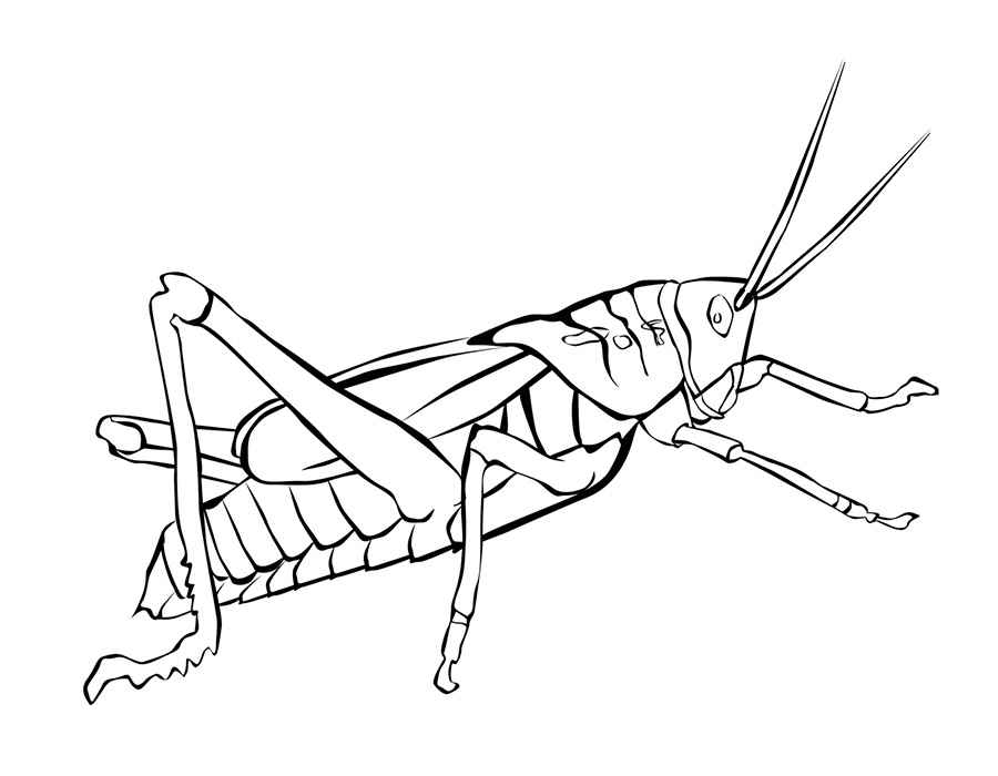 Раскраски с насекомыми. Изучаем с ребенком окружающий мир