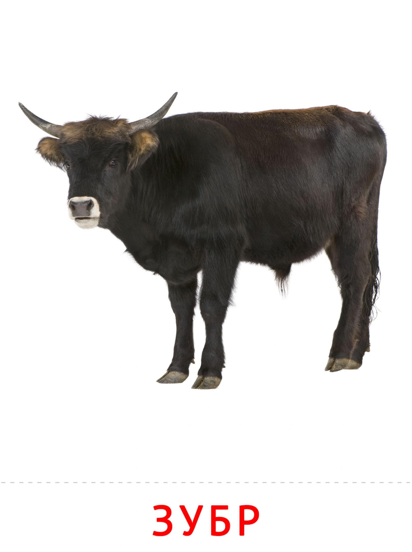 Карточки животные