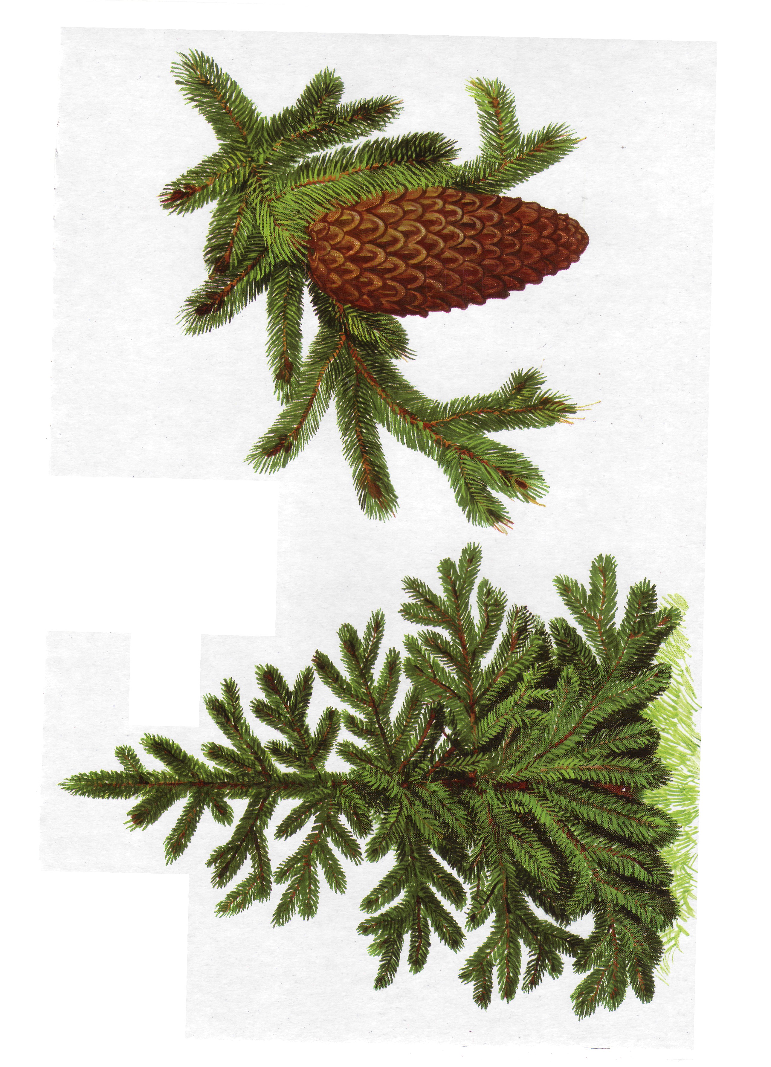 Карточки с деревьями кустарниками листьями и грибами