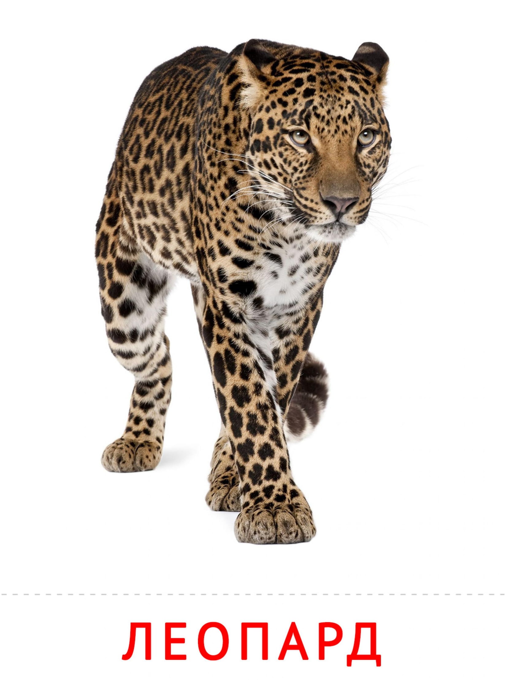 Карточки животные