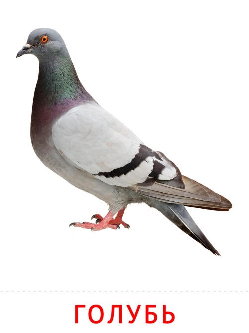 Карточки птицы