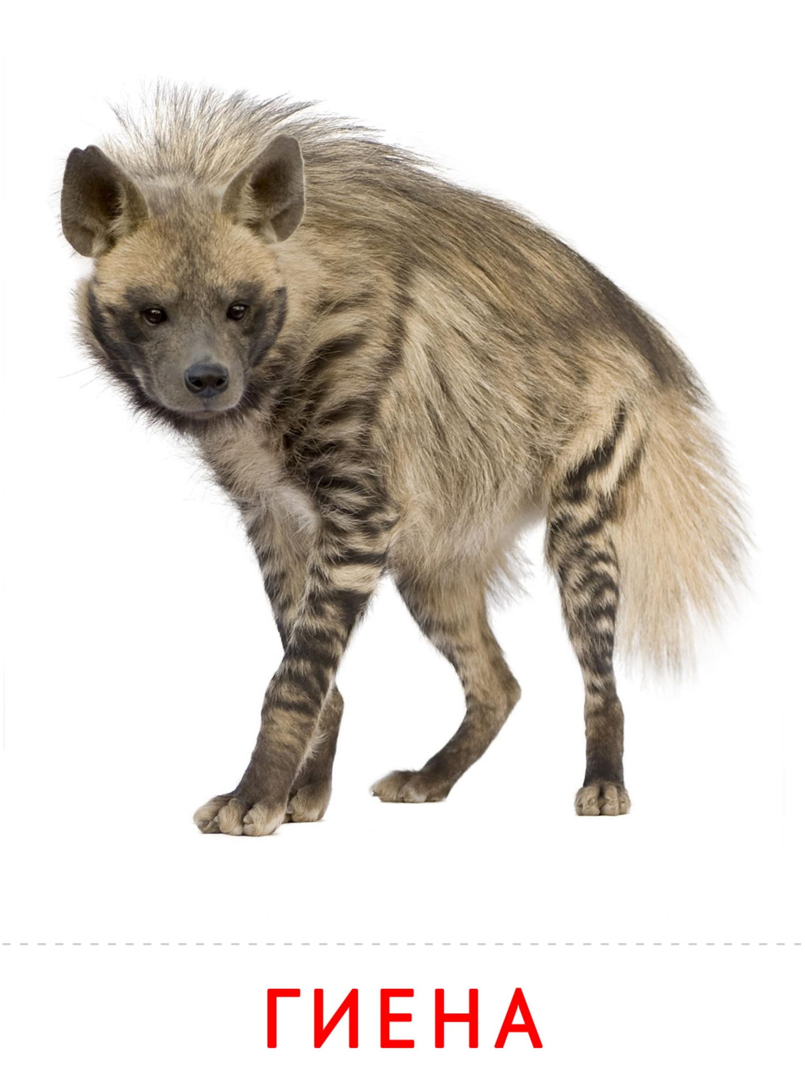 Карточки животные