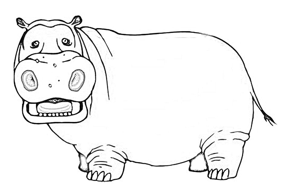 Бегемоты это животные с огромной пастью живущие в болотах