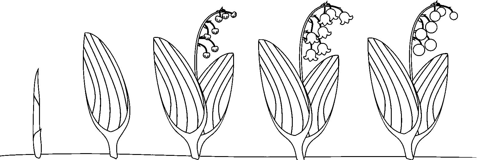 Раскраски про цикл жизни растения. Проращивание из семечки растения. Как раст...