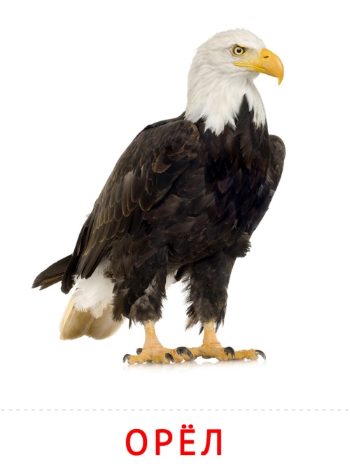 Карточки птицы