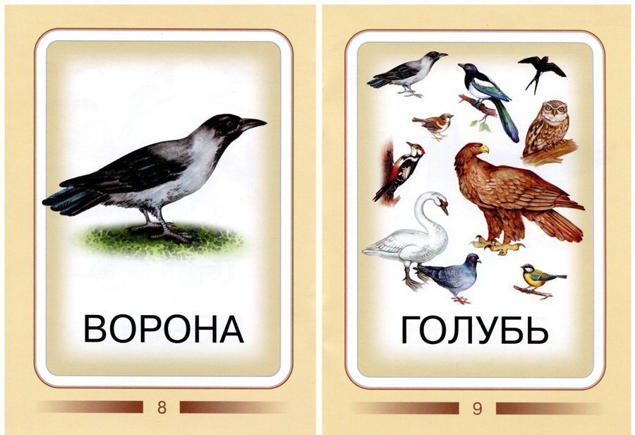Карточки для изучения птиц с детьми
