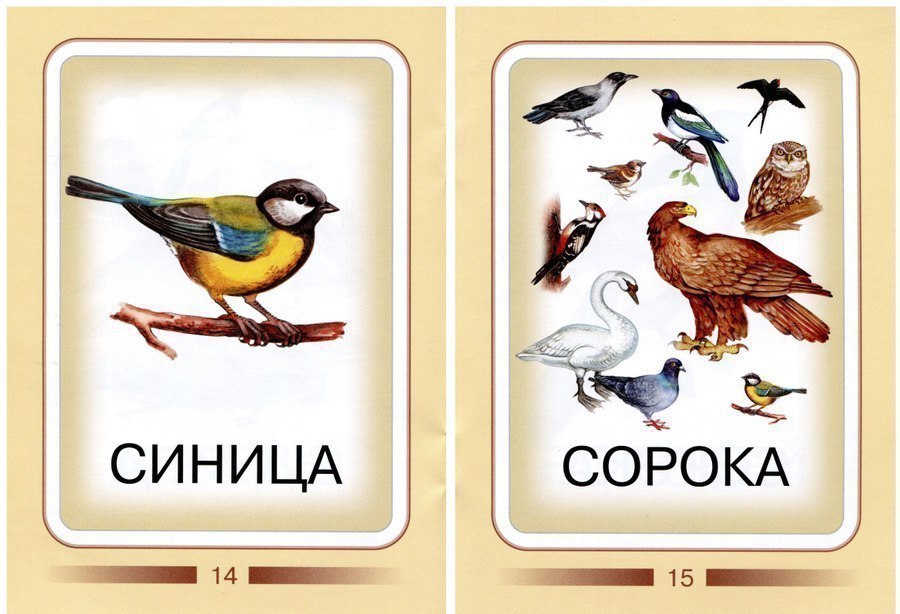 Карточки для изучения птиц с детьми