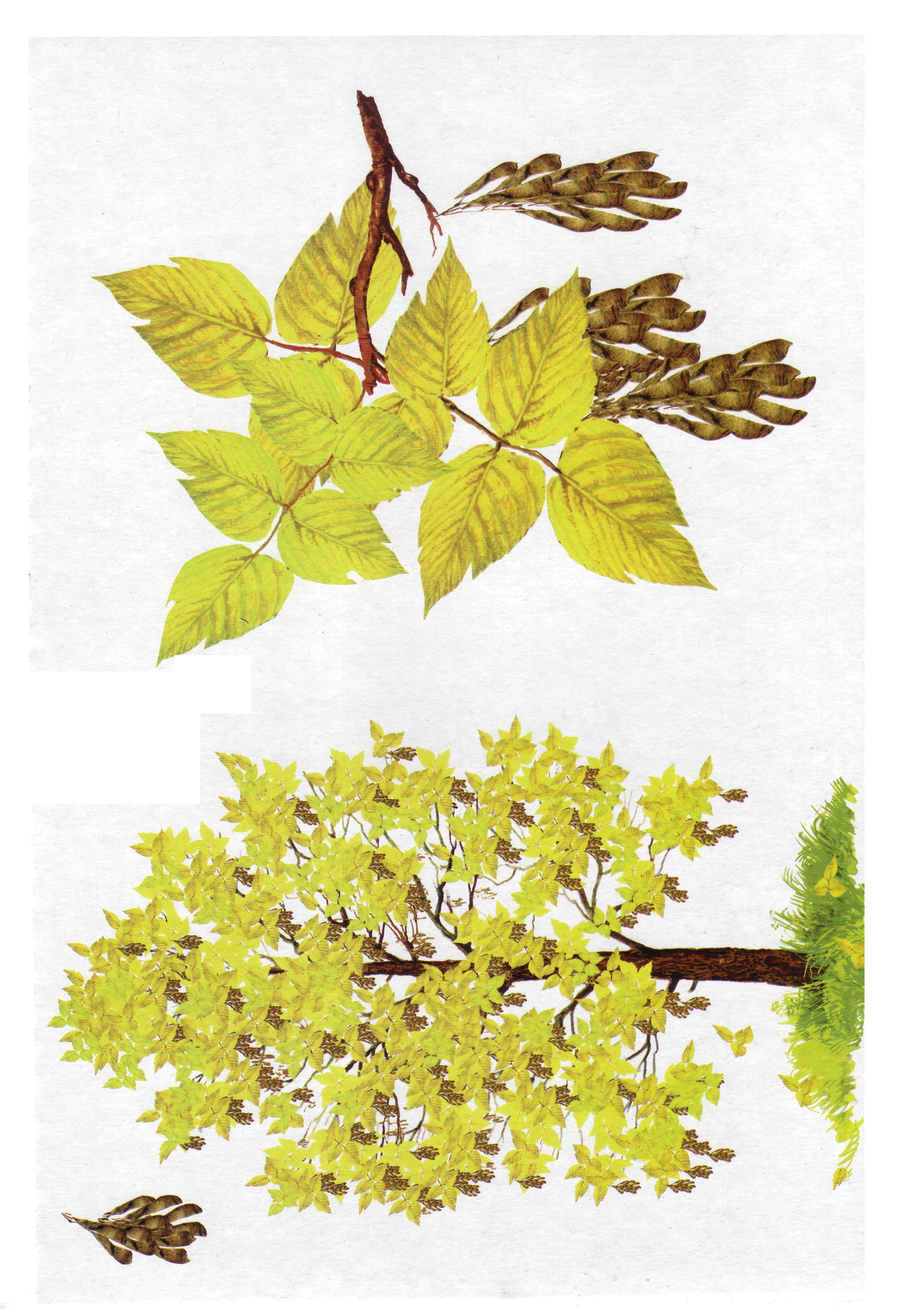 Карточки с деревьями кустарниками листьями и грибами