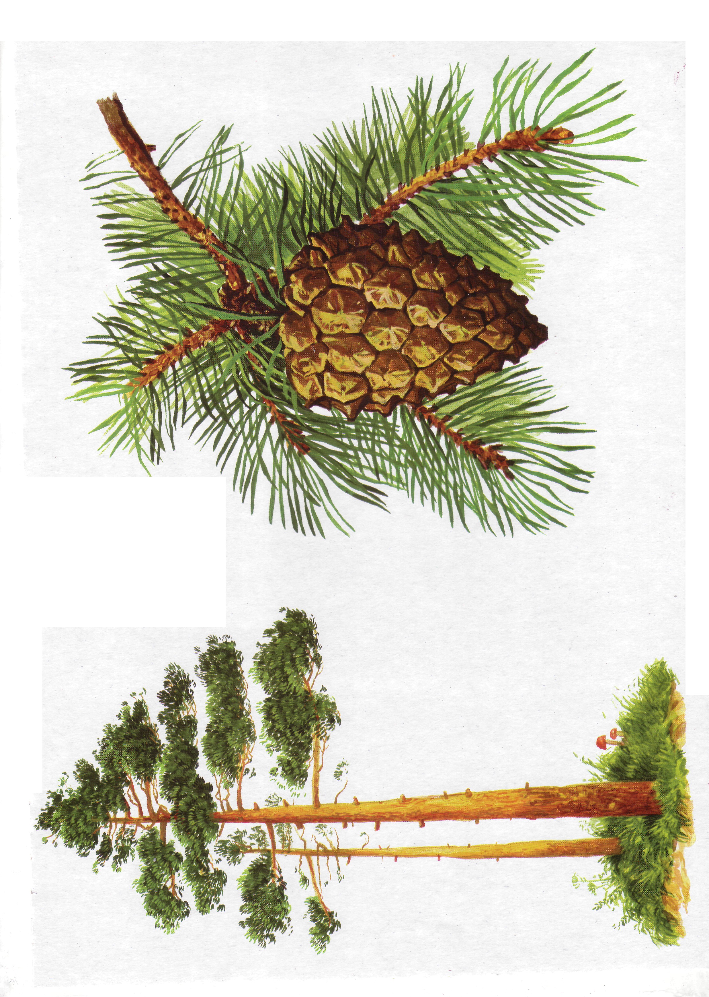 Карточки с деревьями кустарниками листьями и грибами