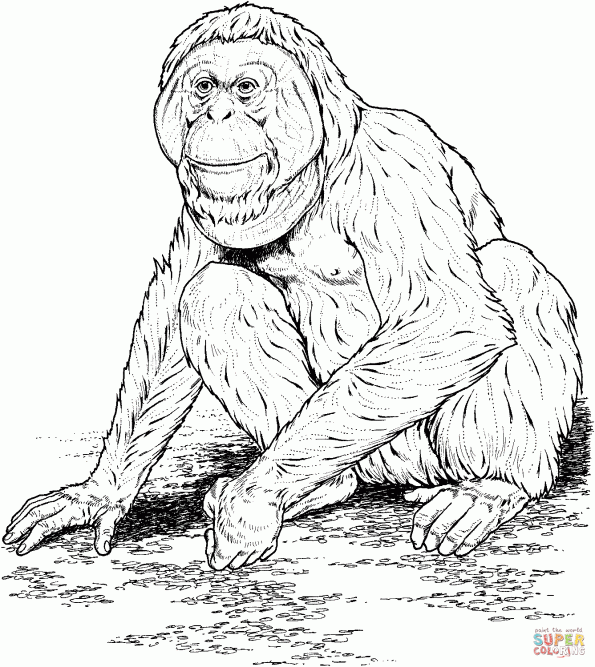 Обезьяна орангутанг. Самое умное животное после человека