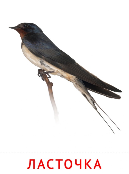 Карточки птицы