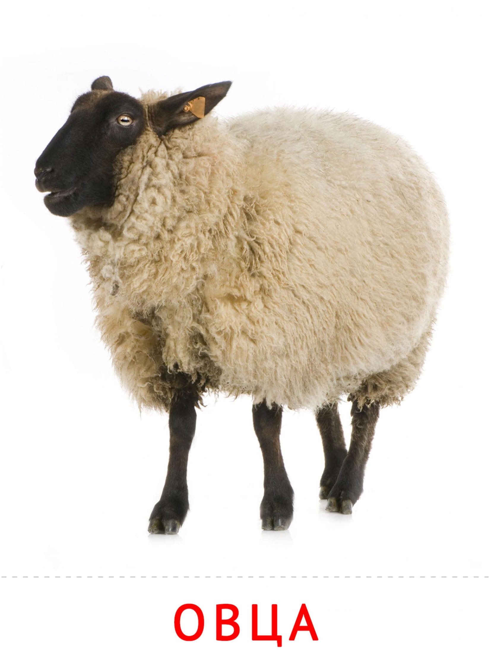 Карточки животные