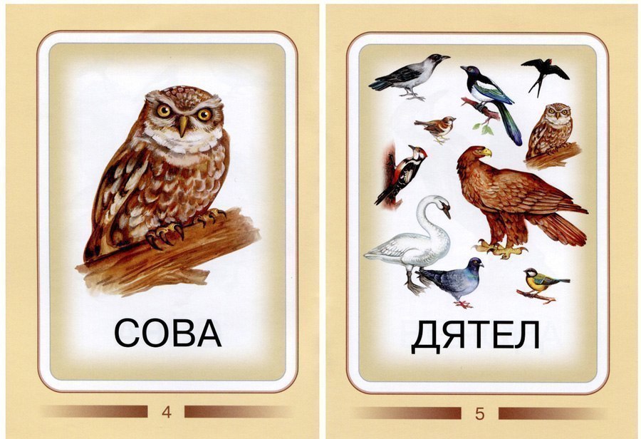 Карточки для изучения птиц с детьми