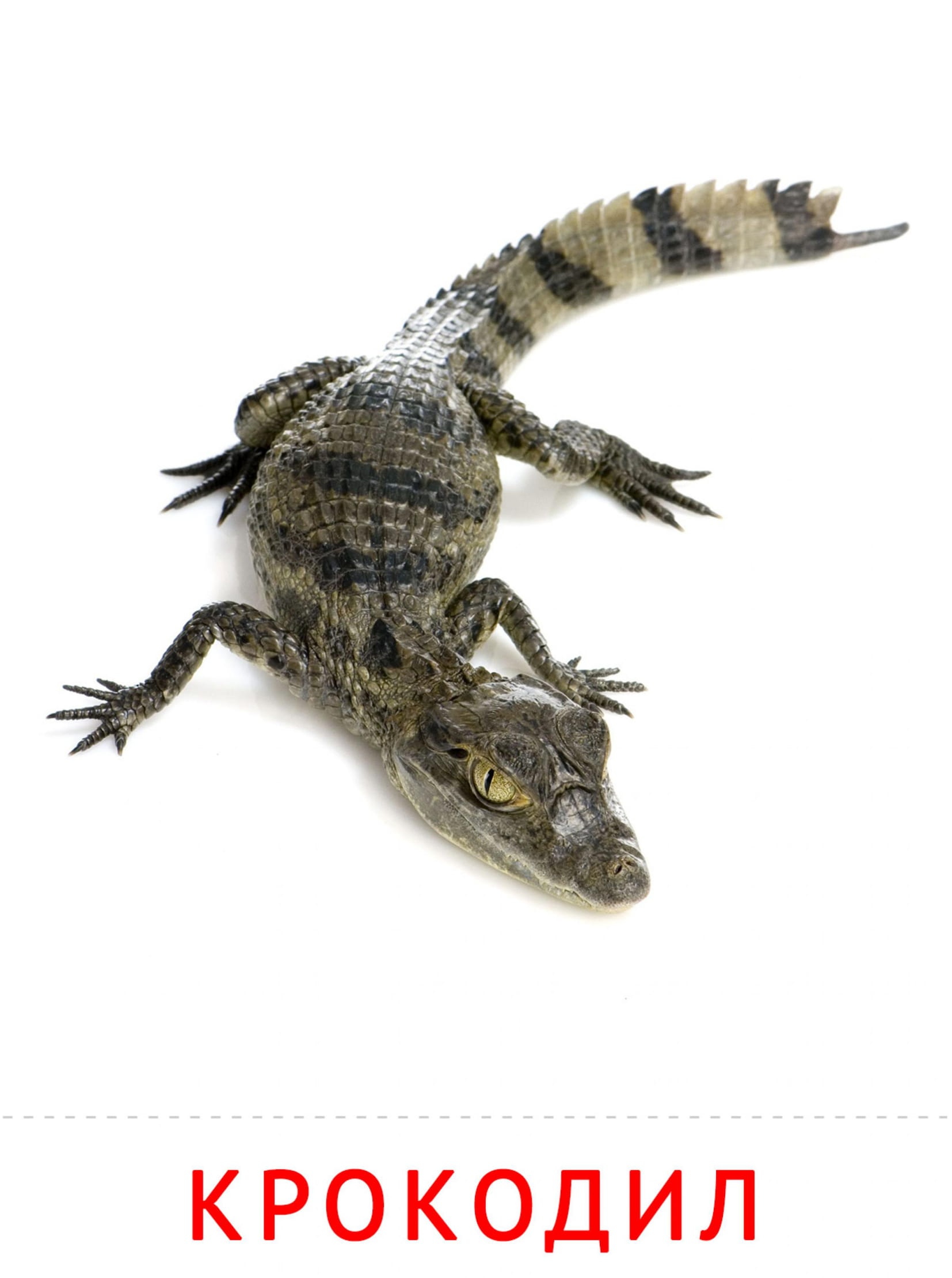 Карточки животные