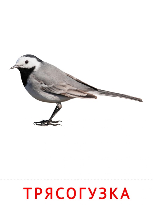 Карточки птицы