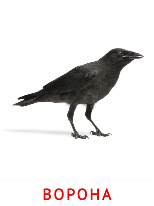 Карточки птицы