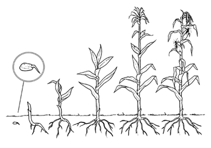 Раскраски про цикл жизни растения. Проращивание из семечки растения. Как раст...