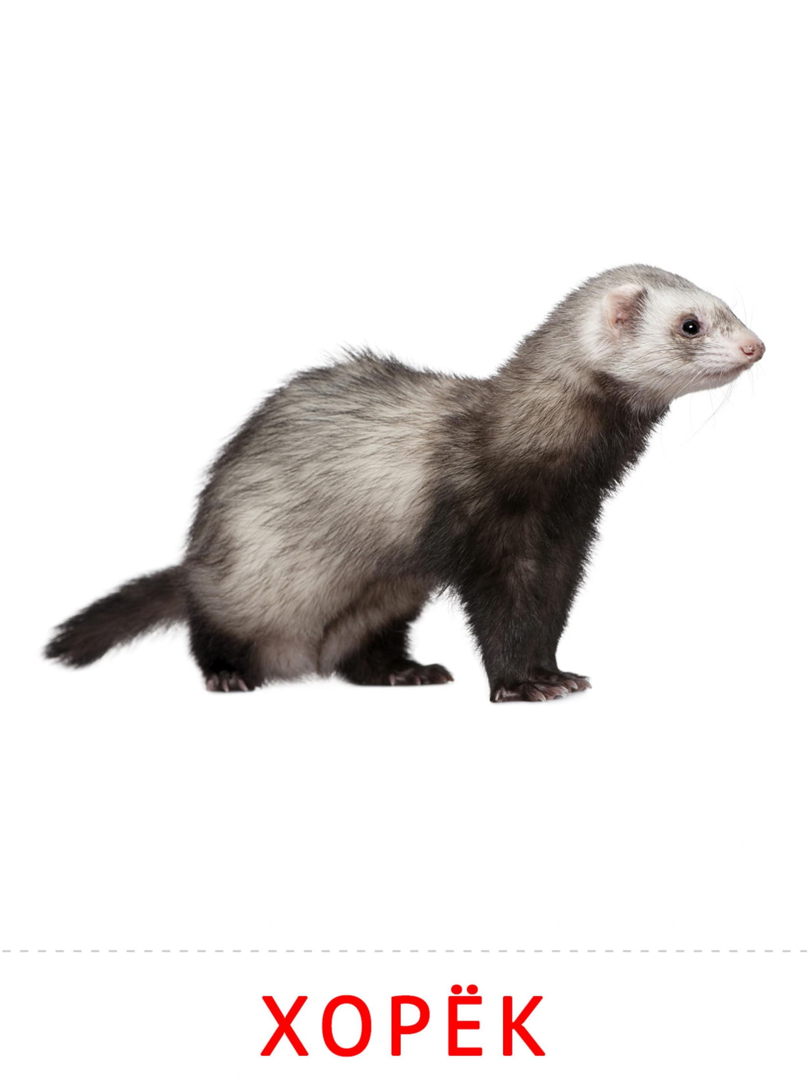 Карточки животные