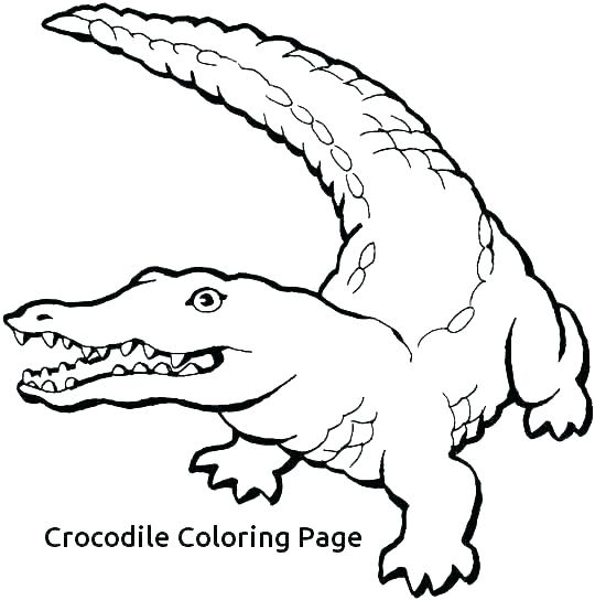 Крокодилы и аллигаторы. Опасные хищные животные