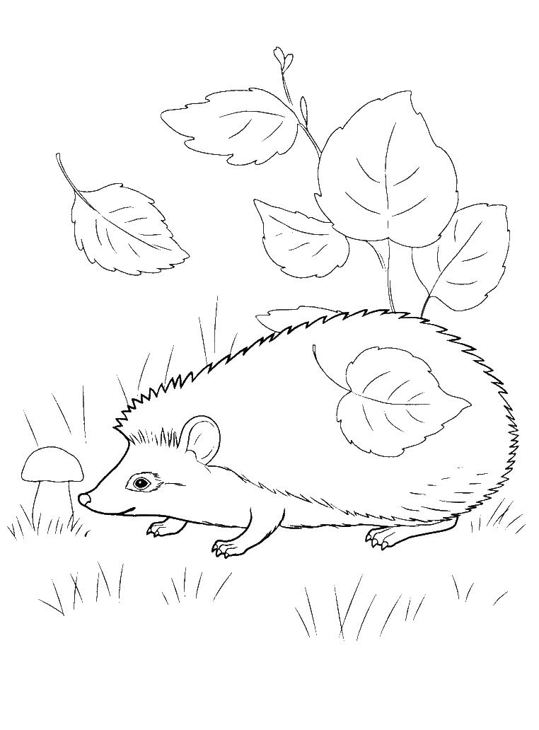 Ежик нашел гриб