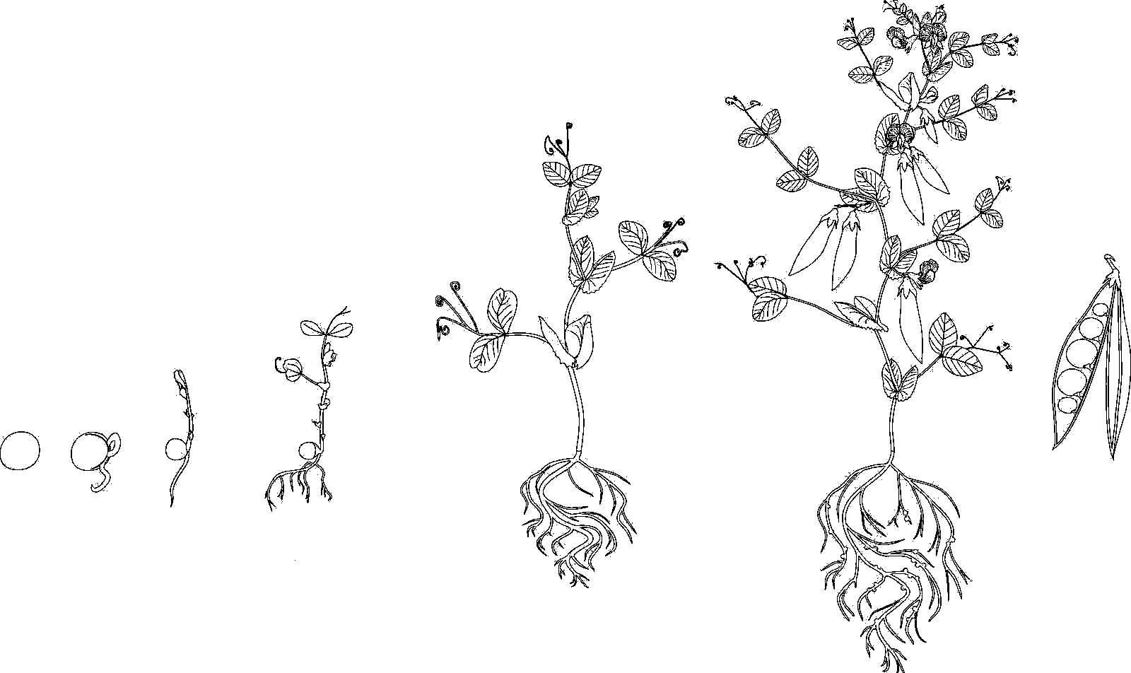 Раскраски про цикл жизни растения. Проращивание из семечки растения. Как раст...