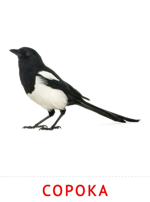 Карточки птицы