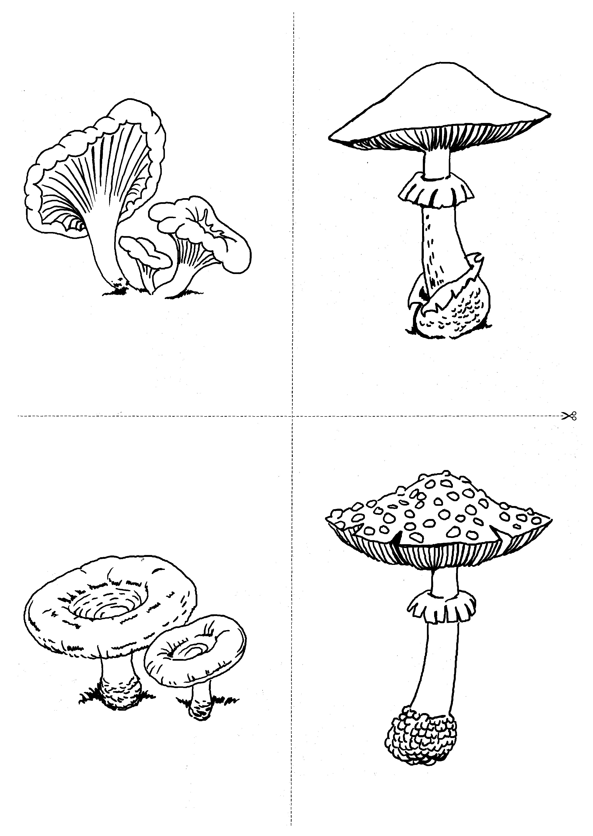 Карточки с деревьями кустарниками листьями и грибами