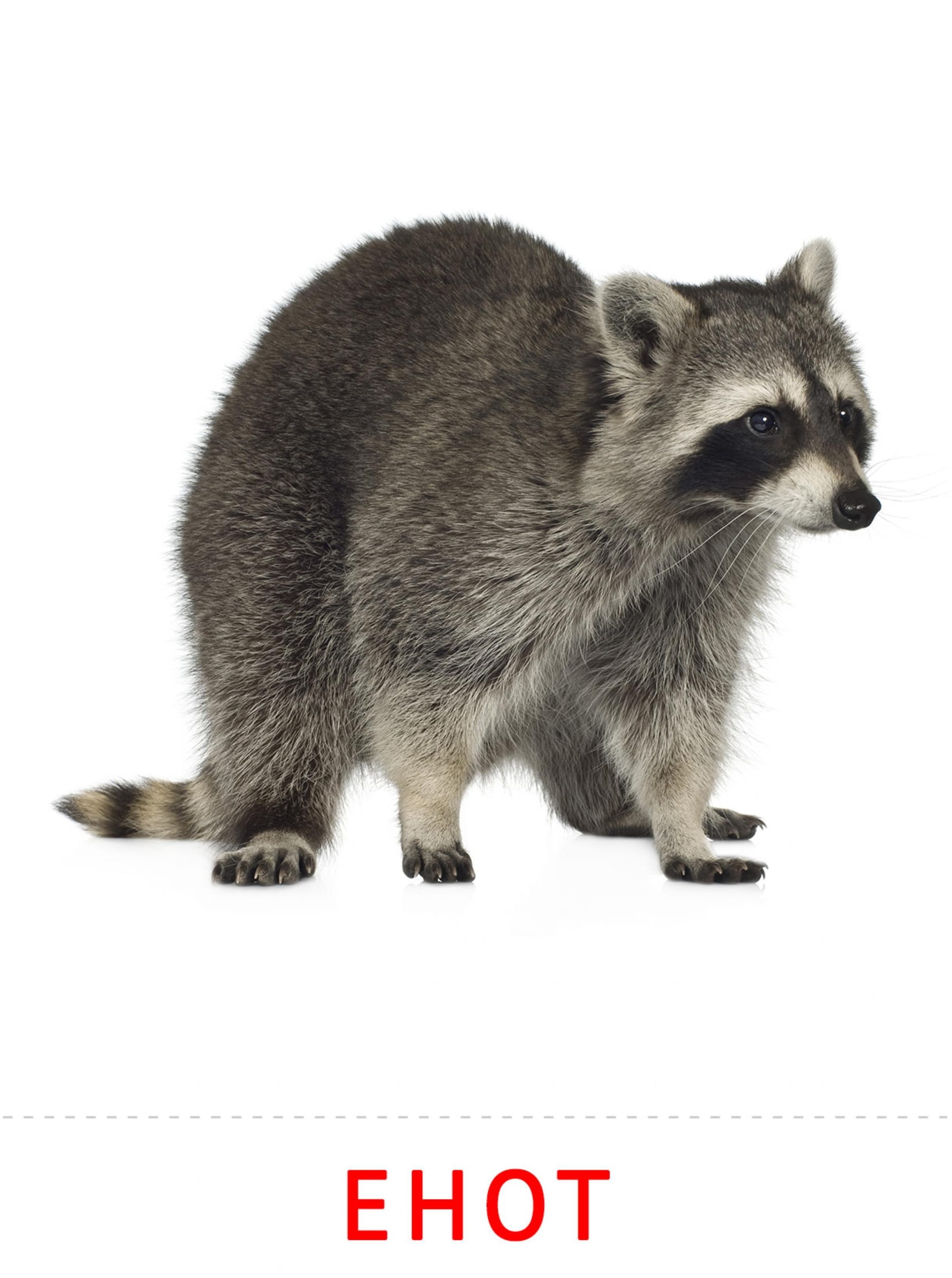 Карточки животные