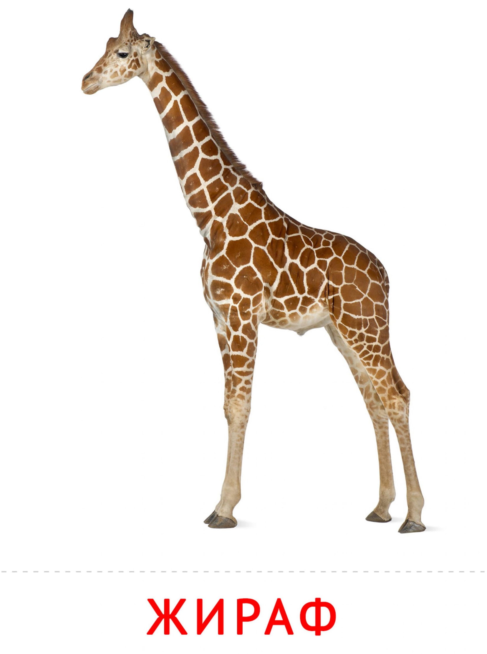 Карточки животные