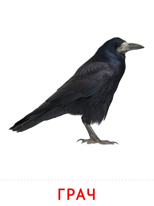 Карточки птицы