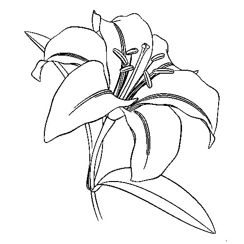 Контуры цветов для вырезания скрапбукинга поделок и аппликаций скачать беспла...