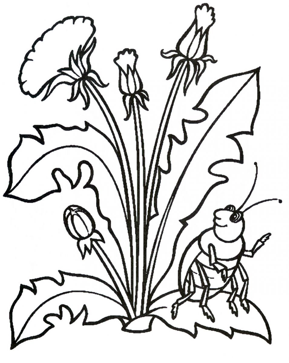 Раскраски про лето